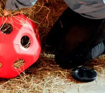Deckel für Futterspielball Echt