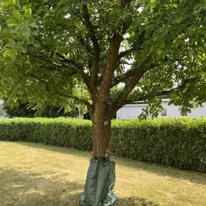 Baumbewässerungssack, 75 l Must-Have